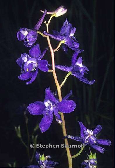 delphinium gracilentum 11 graphic